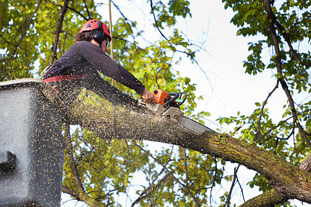 Best Palm Tree Trimming  in East Islip, NY